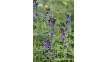 Gartenbaumschule Becker