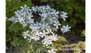 Gartenbaumschule Becker