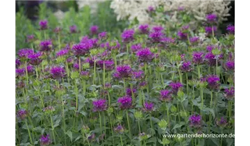 Gartenbaumschule Becker
