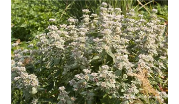 Gartenbaumschule Becker