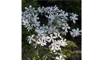 Gartenbaumschule Becker