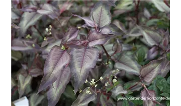 Gartenbaumschule Becker