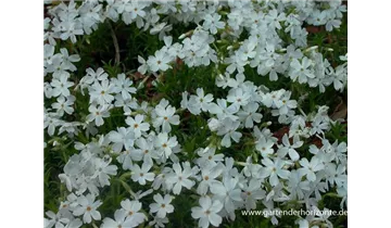 Gartenbaumschule Becker