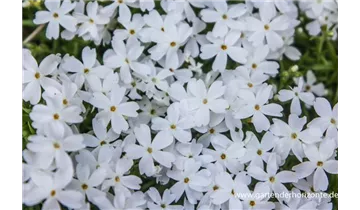 Gartenbaumschule Becker