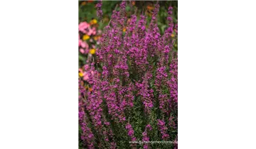 Gartenbaumschule Becker