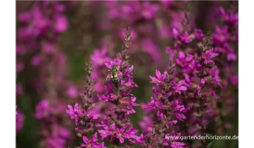 Gartenbaumschule Becker