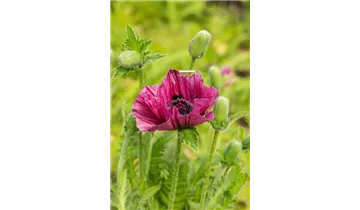 Gartenbaumschule Becker