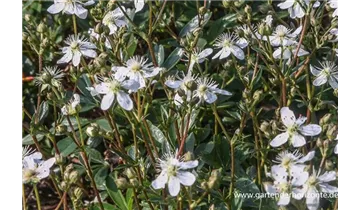 Gartenbaumschule Becker