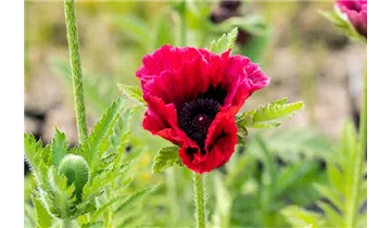 Gartenbaumschule Becker