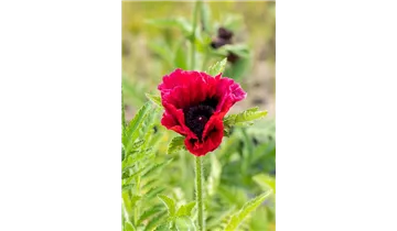 Gartenbaumschule Becker