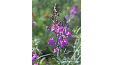 Gartenbaumschule Becker