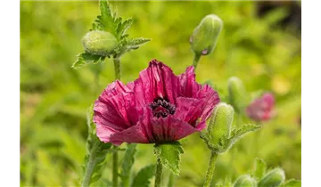 Gartenbaumschule Becker