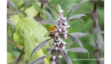 Gartenbaumschule Becker