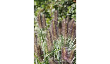 Gartenbaumschule Becker