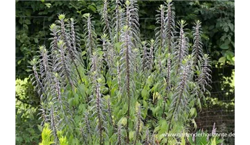Gartenbaumschule Becker