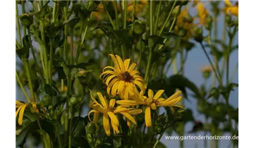 Gartenbaumschule Becker
