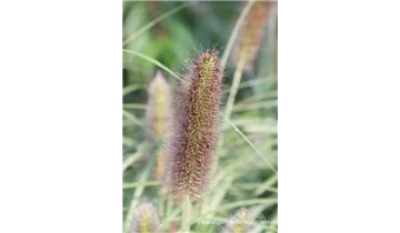 Gartenbaumschule Becker