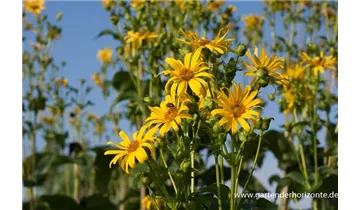 Gartenbaumschule Becker