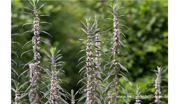 Gartenbaumschule Becker