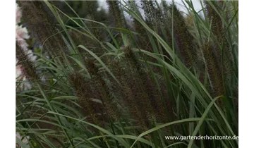 Gartenbaumschule Becker
