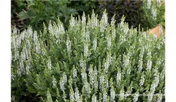 Gartenbaumschule Becker