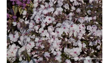 Gartenbaumschule Becker