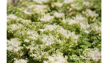 Gartenbaumschule Becker
