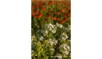 Gartenbaumschule Becker