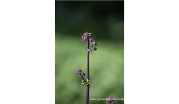 Gartenbaumschule Becker