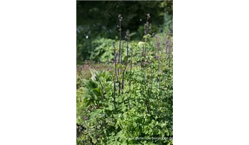 Gartenbaumschule Becker