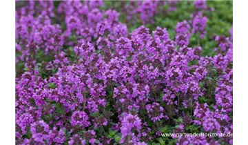 Gartenbaumschule Becker