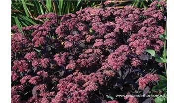 Gartenbaumschule Becker