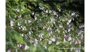Gartenbaumschule Becker