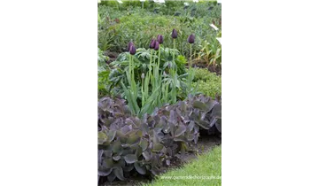 Gartenbaumschule Becker