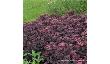 Gartenbaumschule Becker