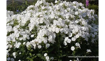 Gartenbaumschule Becker