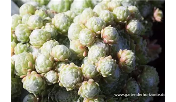 Gartenbaumschule Becker