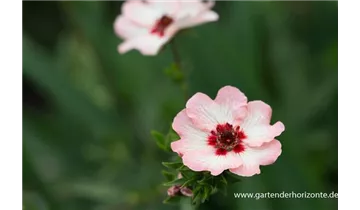 Gartenbaumschule Becker