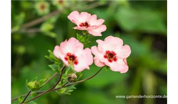 Gartenbaumschule Becker