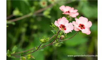 Gartenbaumschule Becker