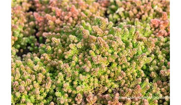 Gartenbaumschule Becker