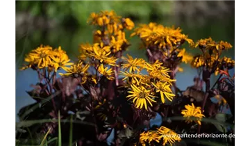 Gartenbaumschule Becker