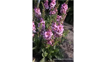 Gartenbaumschule Becker