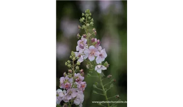 Gartenbaumschule Becker