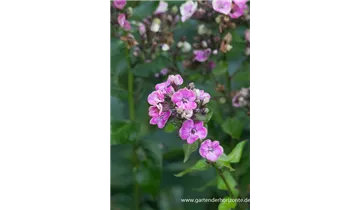 Gartenbaumschule Becker