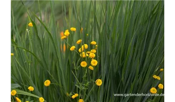 Gartenbaumschule Becker