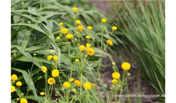 Gartenbaumschule Becker