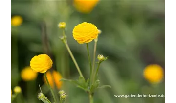 Gartenbaumschule Becker