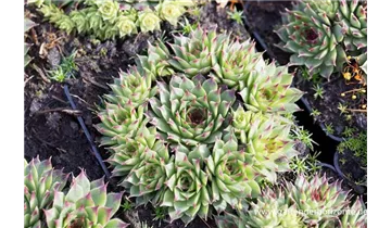 Gartenbaumschule Becker