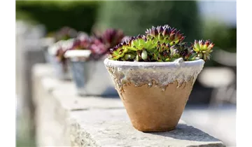 Gartenbaumschule Becker